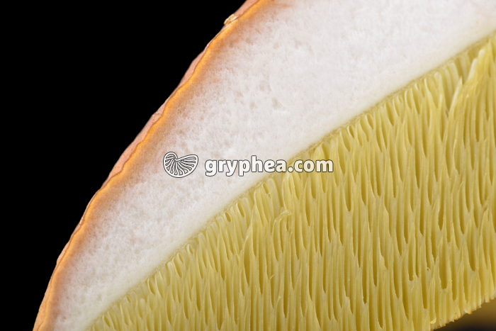 Sporophore de Bolet montrant les tubes sporifères en coupe (Boletus edulis) - gryphea.org